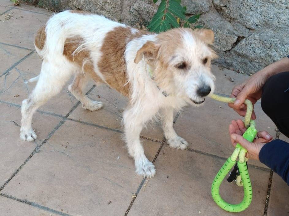 Adotta un cane, taglia piccola, maschio, Milano