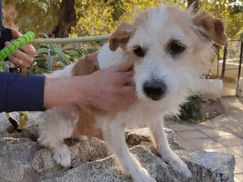 Vuoi adottare un cane a Milano?