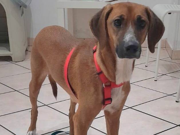 Adozione cane, femmina, Segugio Razza sconosciuta, 10 mesi, taglia media contenuta, Varese