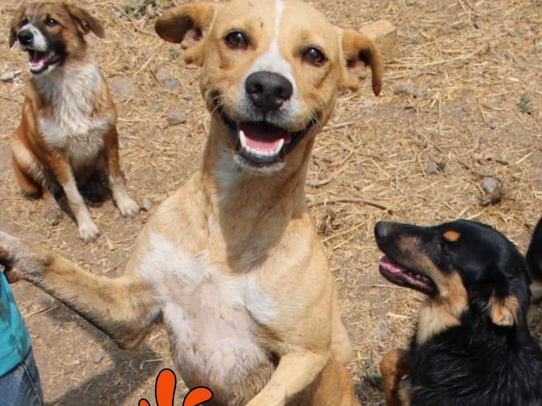 Adozione cane, maschio, Razza sconosciuta Razza sconosciuta, 2 anni e 1 mese, taglia media contenuta, Crotone