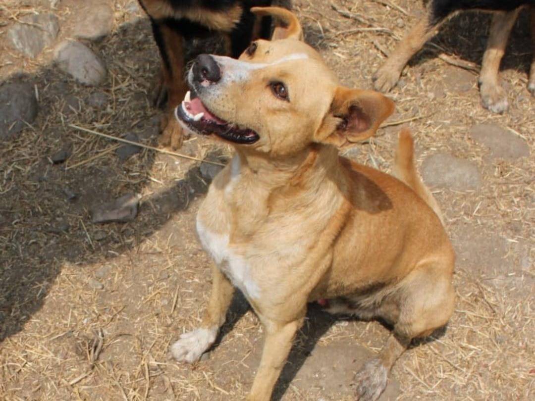 Adotta un cane, maschio, 2 anni e 1 mese, Crotone