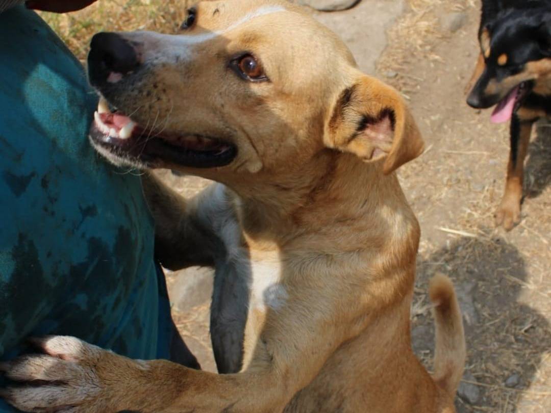 Adotta un cane, taglia media contenuta, maschio, Crotone