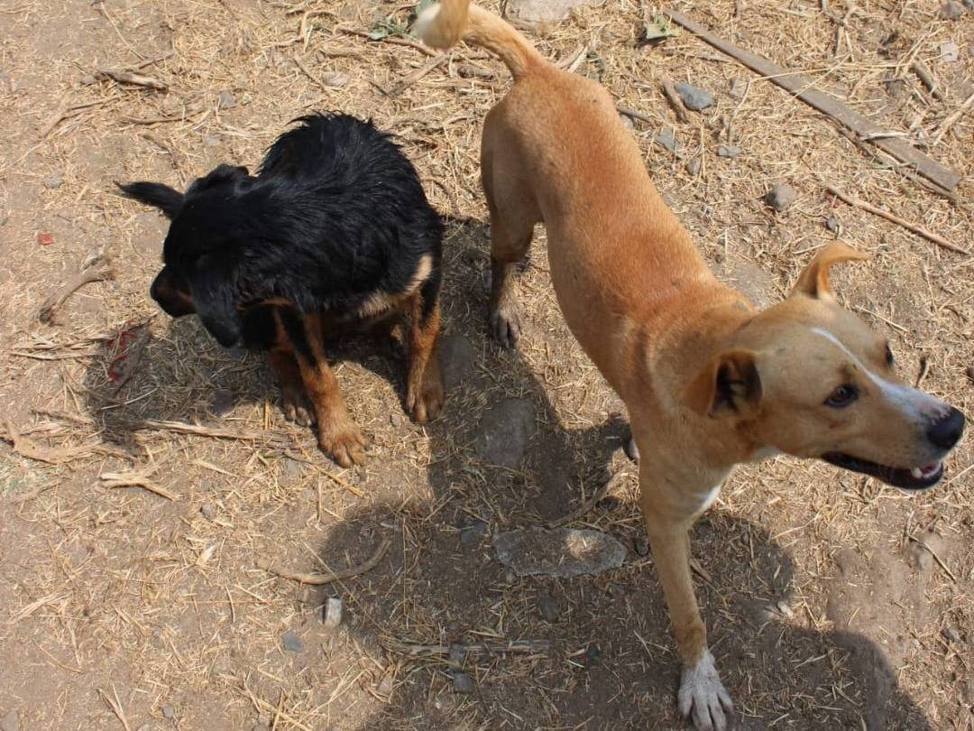 Vuoi adottare un cane a Crotone?