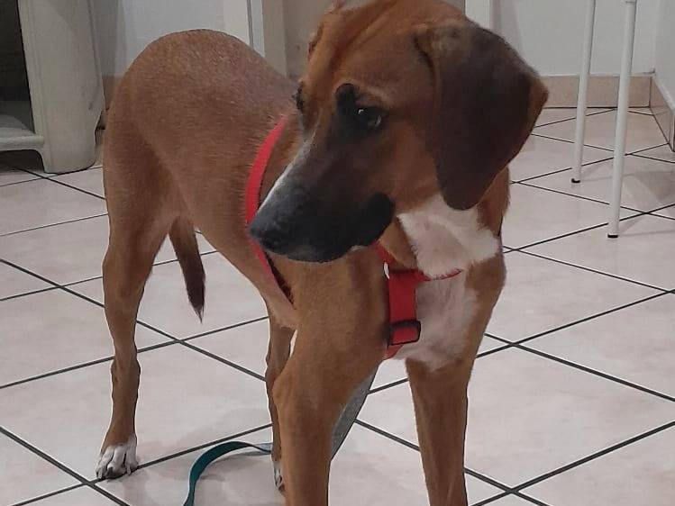 Adotta un cane, femmina, 10 mesi, Varese