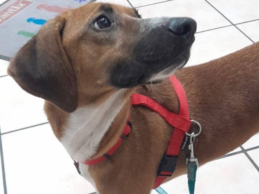 Adotta un cane, taglia media contenuta, femmina, Varese