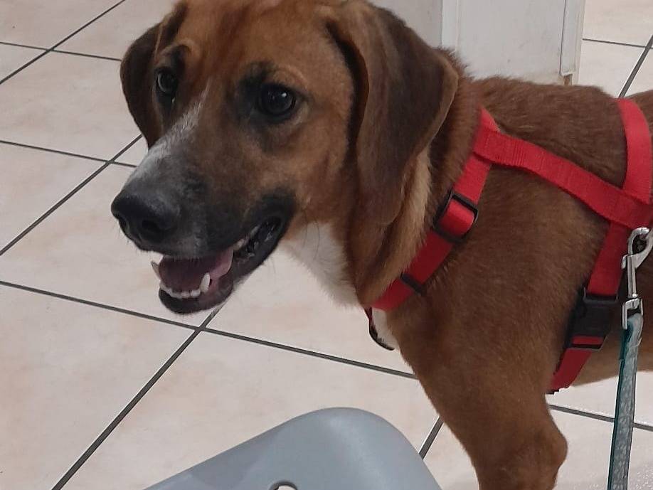 Vuoi adottare un cane a Varese?