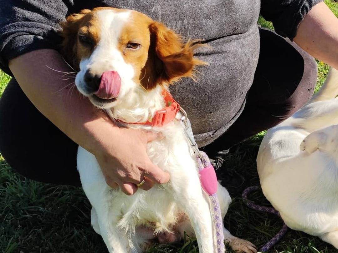 Adotta un cane, maschio, 3 anni, Firenze