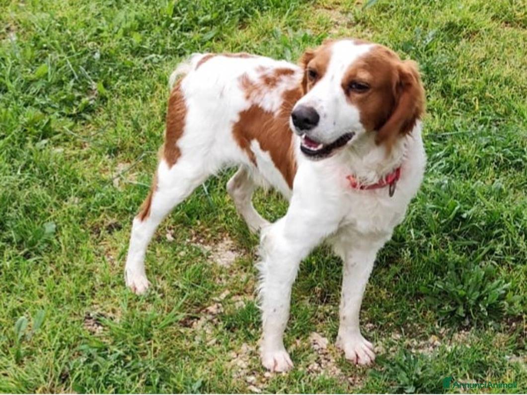 Adotta un cane, taglia media contenuta, maschio, Firenze
