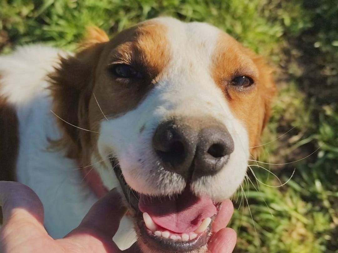 Vuoi adottare un cane a Firenze?