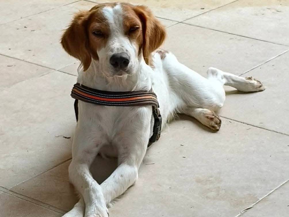 Adotta il cane Jimmy  a Firenze