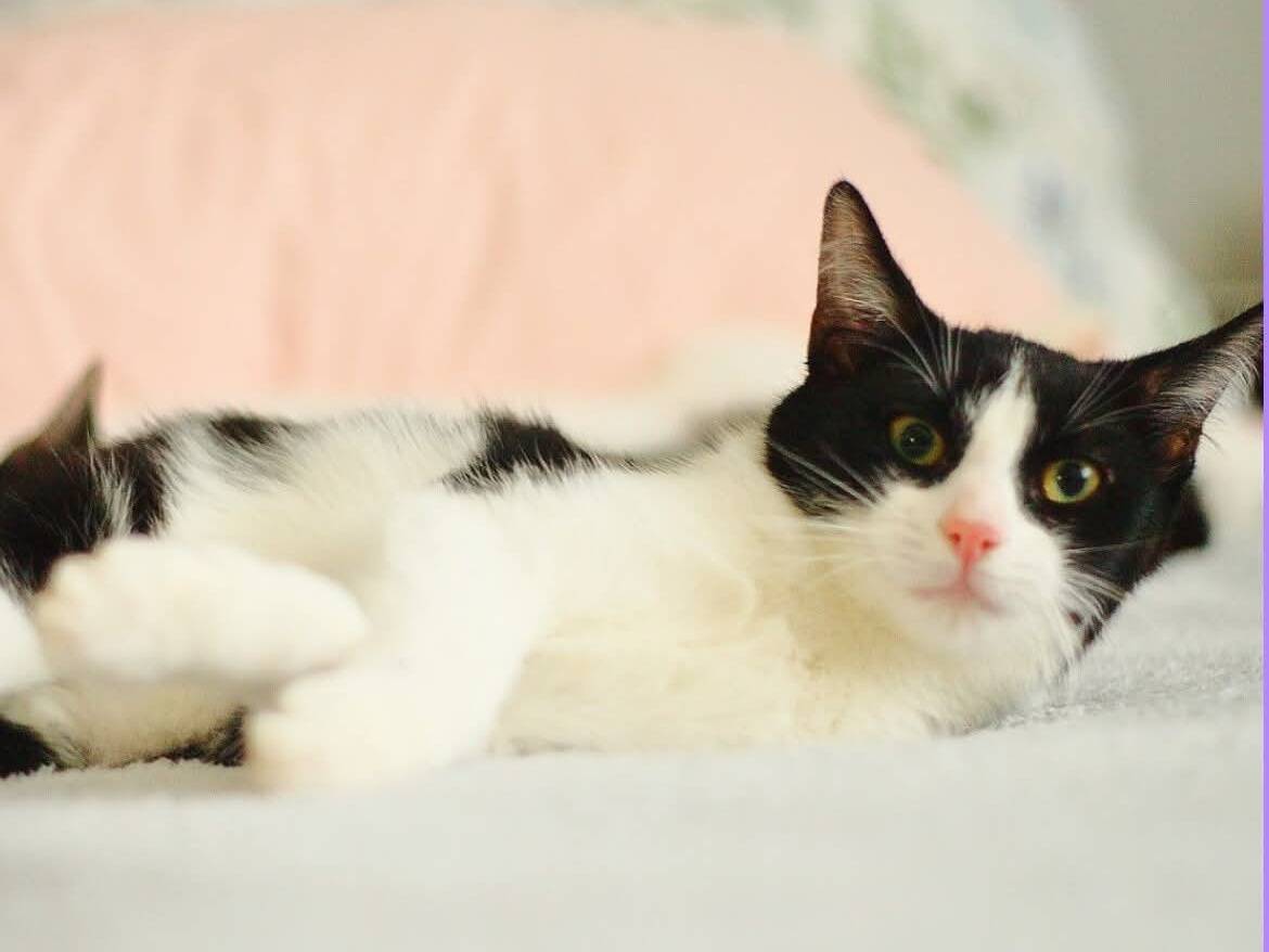 Adozione gatto, femmina, Razza sconosciuta Razza sconosciuta, 6 mesi, taglia non valida, Torino