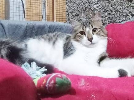Adozione gatto, femmina, Razza sconosciuta Razza sconosciuta, 5 mesi, taglia non valida, Palermo