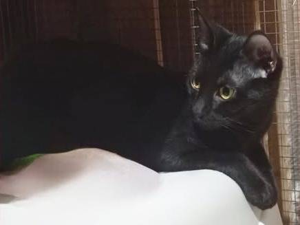 Adozione gatto, femmina, Razza sconosciuta Razza sconosciuta, 5 mesi, taglia non valida, Palermo