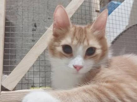 Adozione gatto, femmina, Razza sconosciuta Razza sconosciuta, 5 mesi, taglia non valida, Palermo