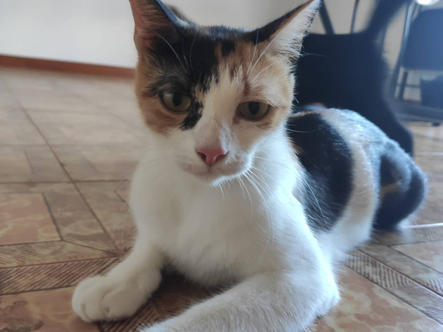 Adozione gatto, femmina, Razza sconosciuta Razza sconosciuta, 1 anno, taglia non valida, Latina