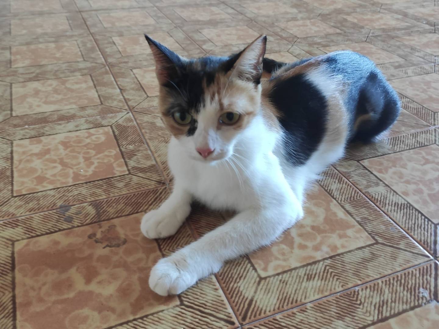 Adotta un gatto, femmina, 1 anno, Latina