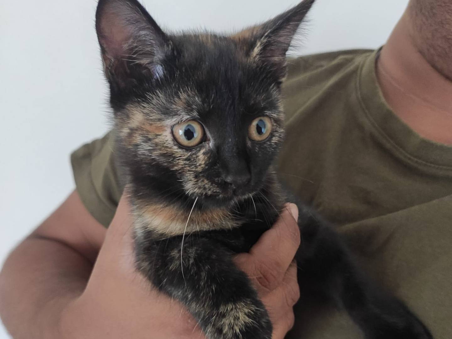 Adozione gatto, femmina, Razza sconosciuta Razza sconosciuta, 2 mesi, taglia non valida, Latina