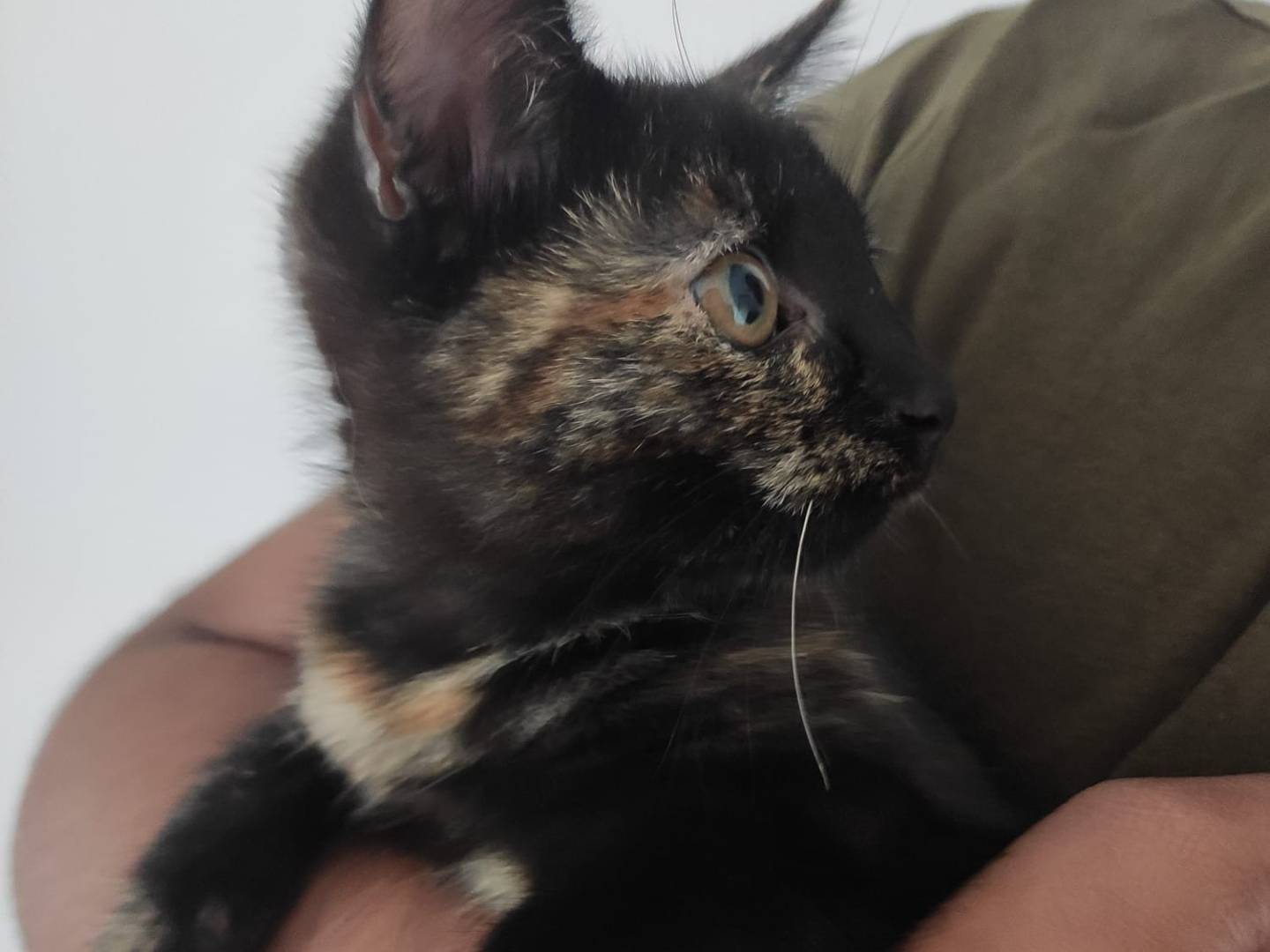 Adotta un gatto, femmina, 2 mesi, Latina