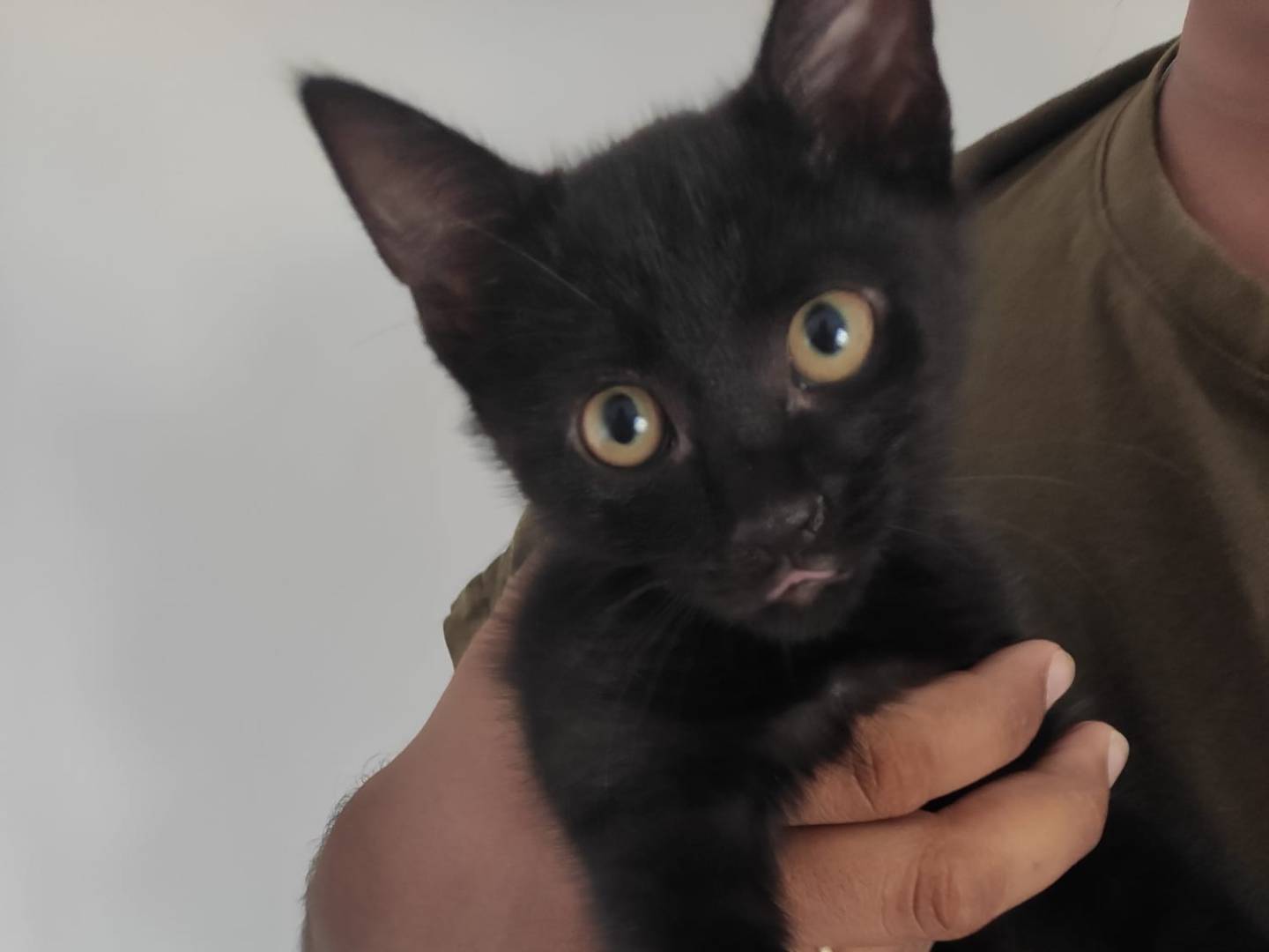 Adozione gatto, maschio, Razza sconosciuta Razza sconosciuta, 2 mesi, taglia non valida, Latina