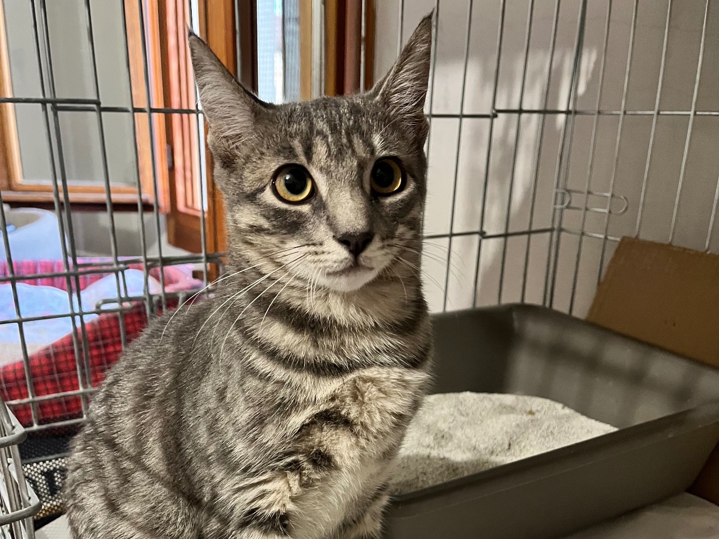 Adozione gatto, maschio, Razza sconosciuta Razza sconosciuta, 5 mesi, taglia non valida, Padova