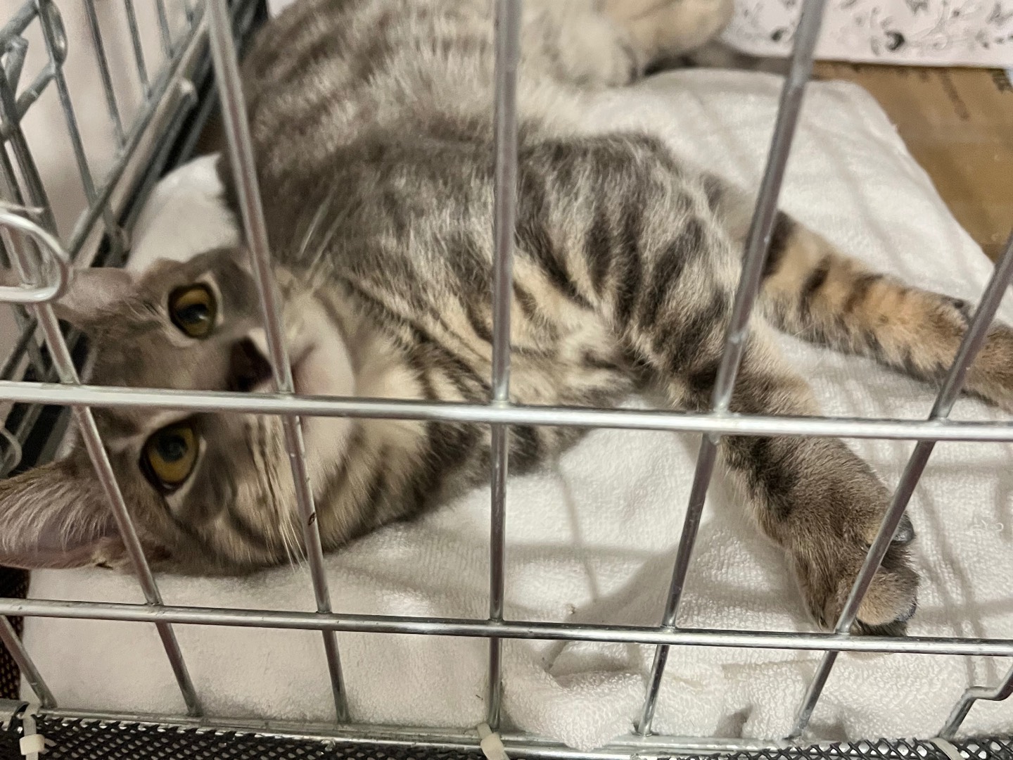 Adotta un gatto, taglia non valida, maschio, Padova