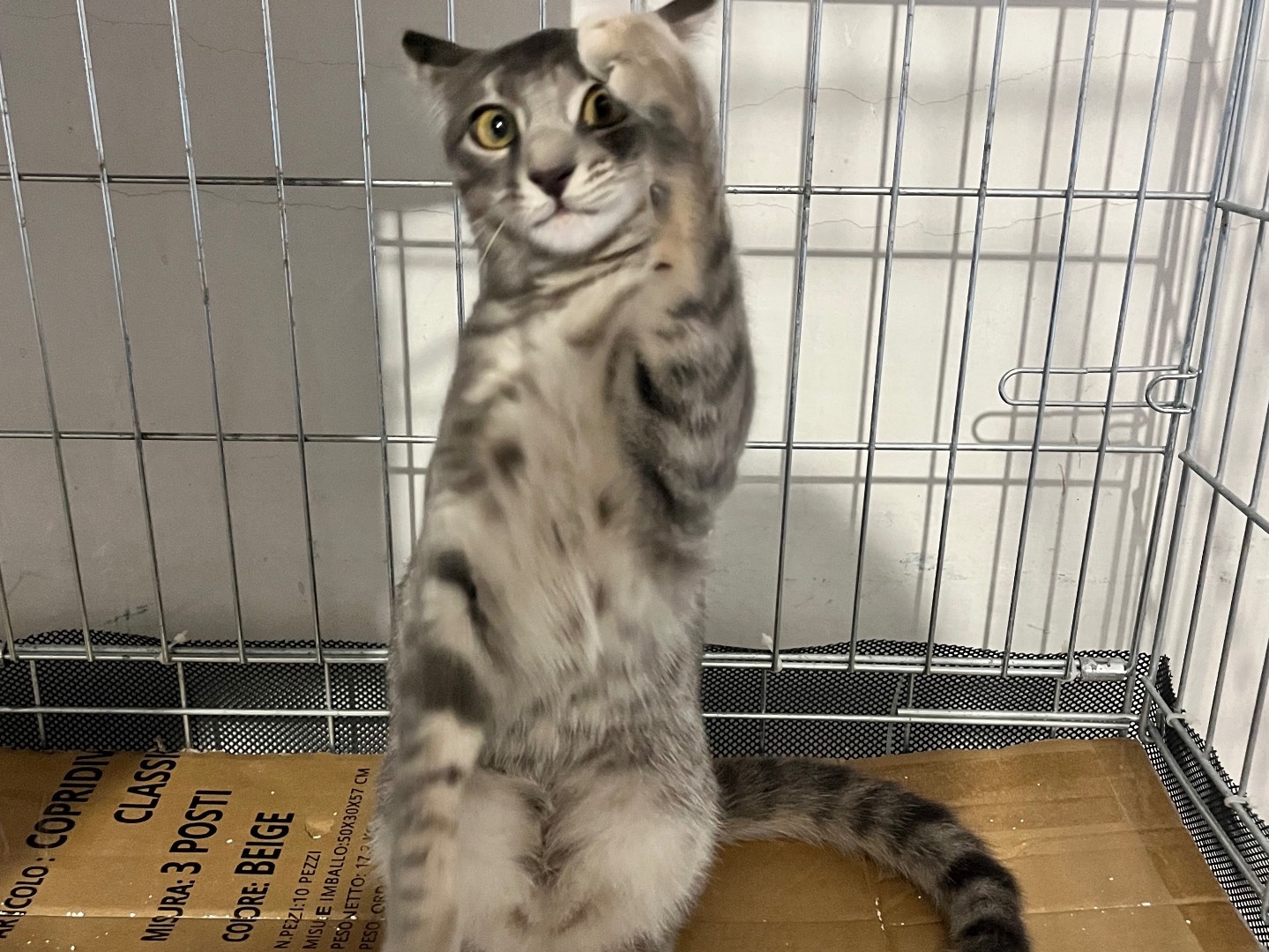 Vuoi adottare un gatto a Padova?