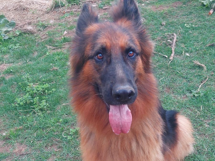 Adozione cane, maschio, Pastore tedesco Razza sconosciuta, 5 anni e 8 mesi, taglia grande, Salerno