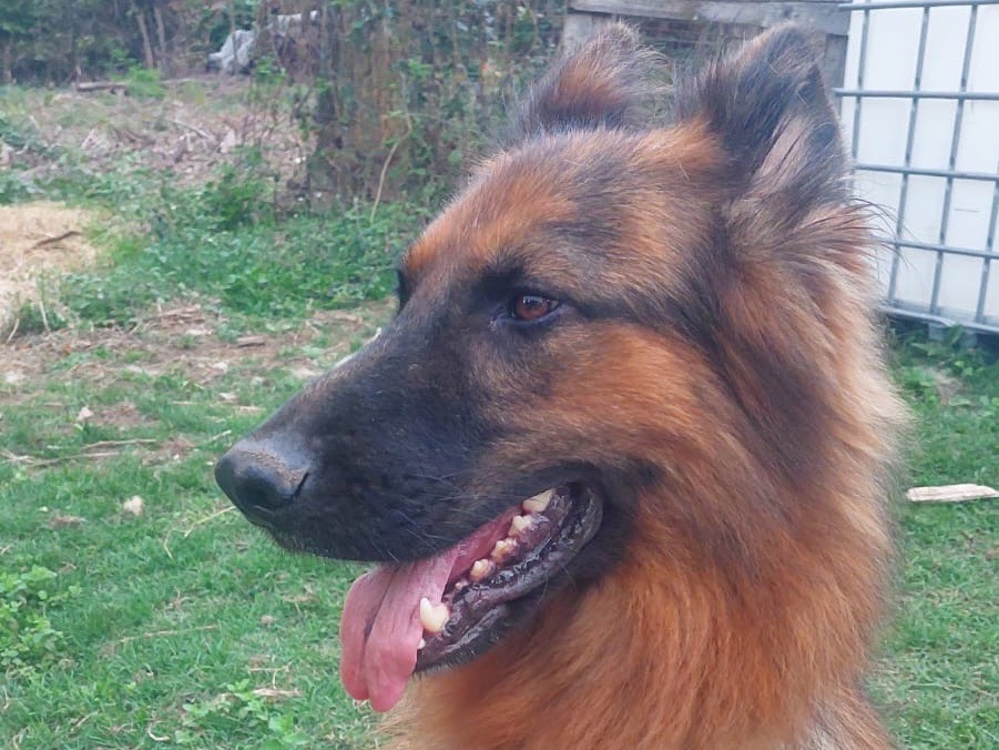 Adotta un cane, maschio, 5 anni e 8 mesi, Salerno