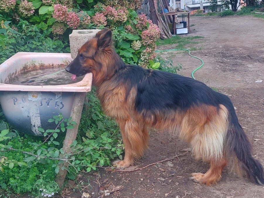 Adotta un cane, taglia grande, maschio, Salerno