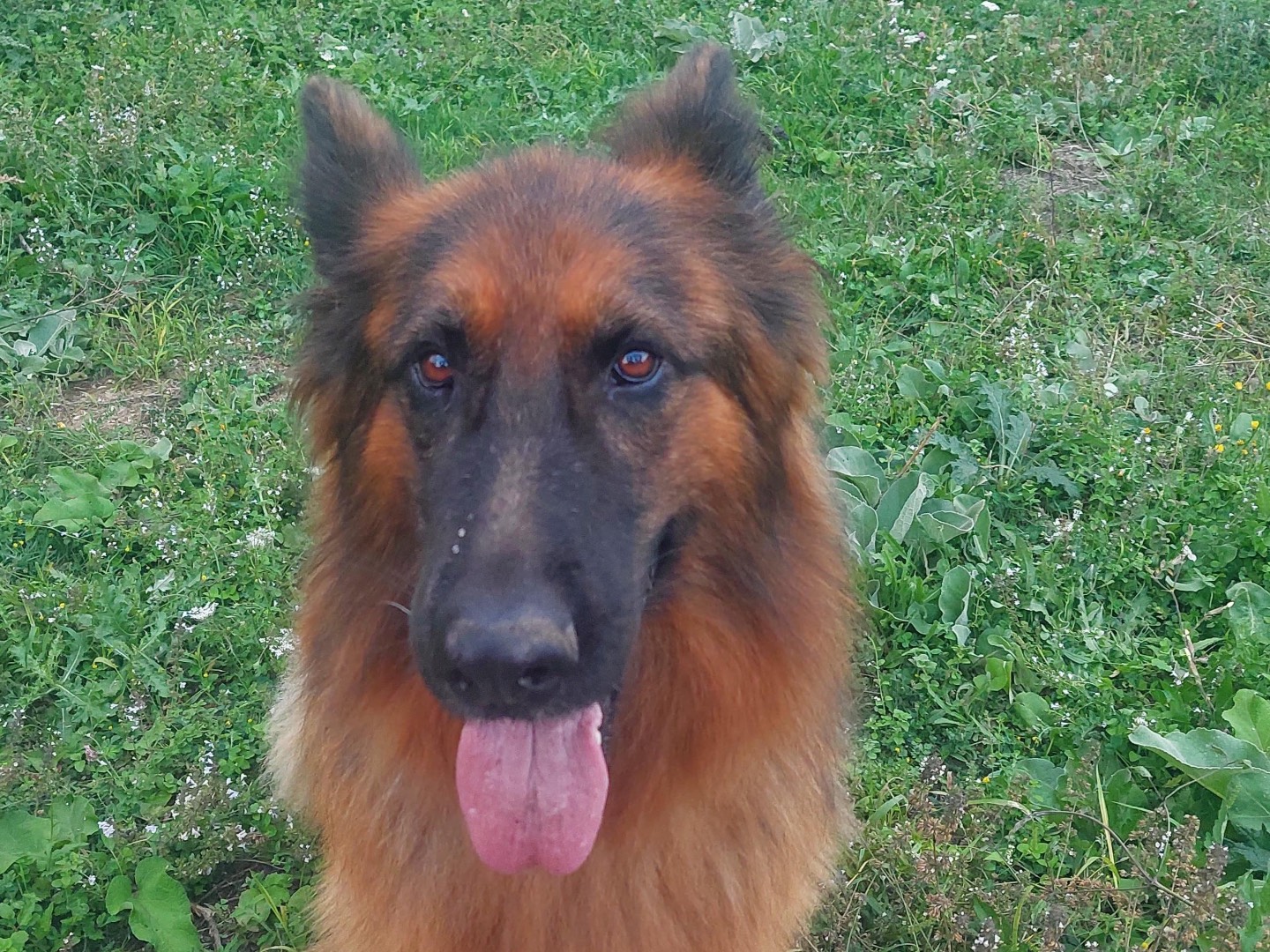 Vuoi adottare un cane a Salerno?