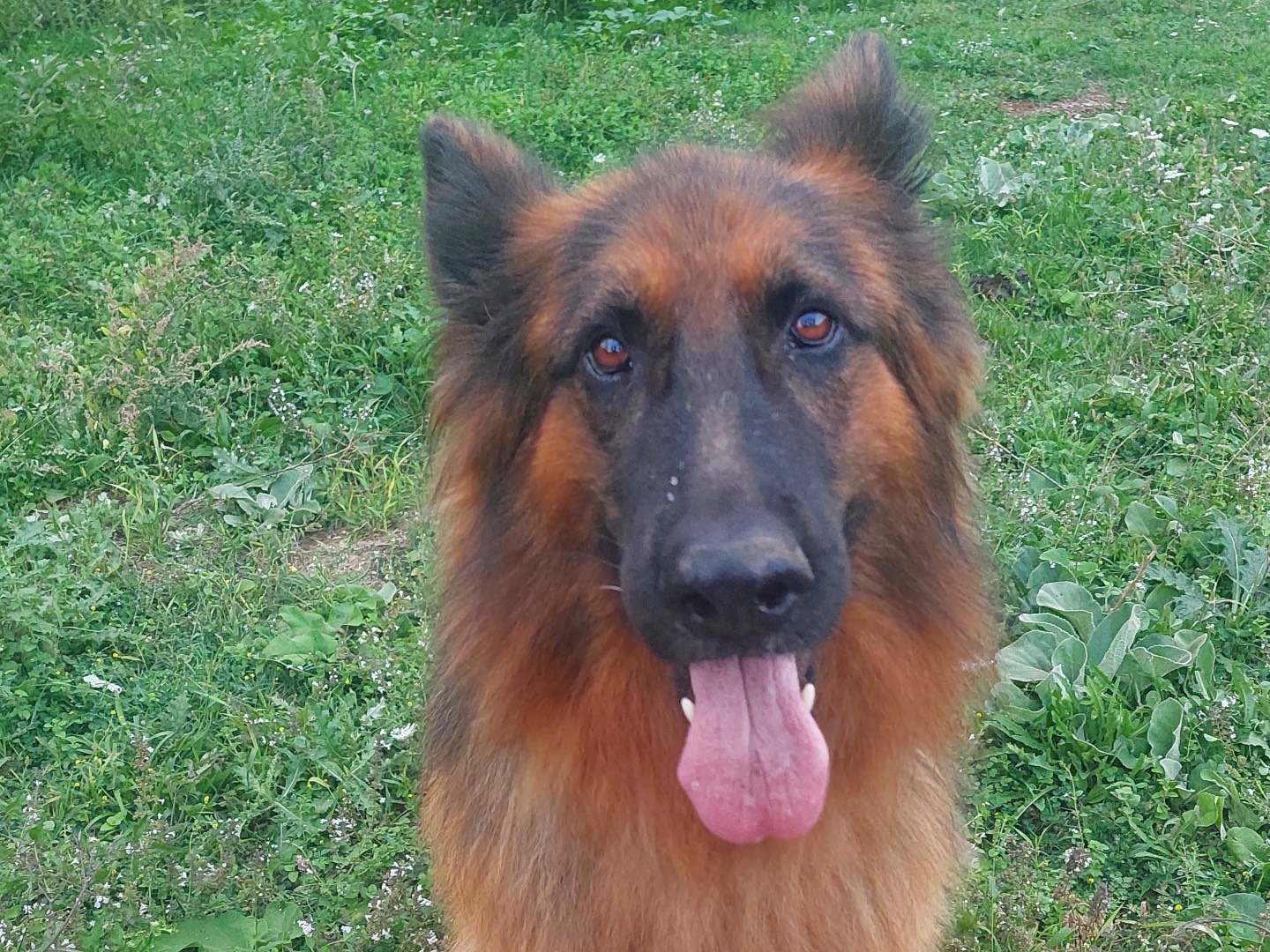 Adotta il cane Leo a Salerno
