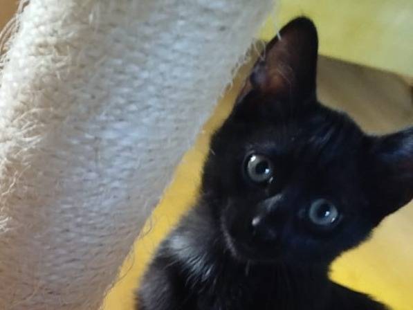 Adozione gatto, femmina, Razza sconosciuta Razza sconosciuta, 2 mesi, taglia non valida, Verona