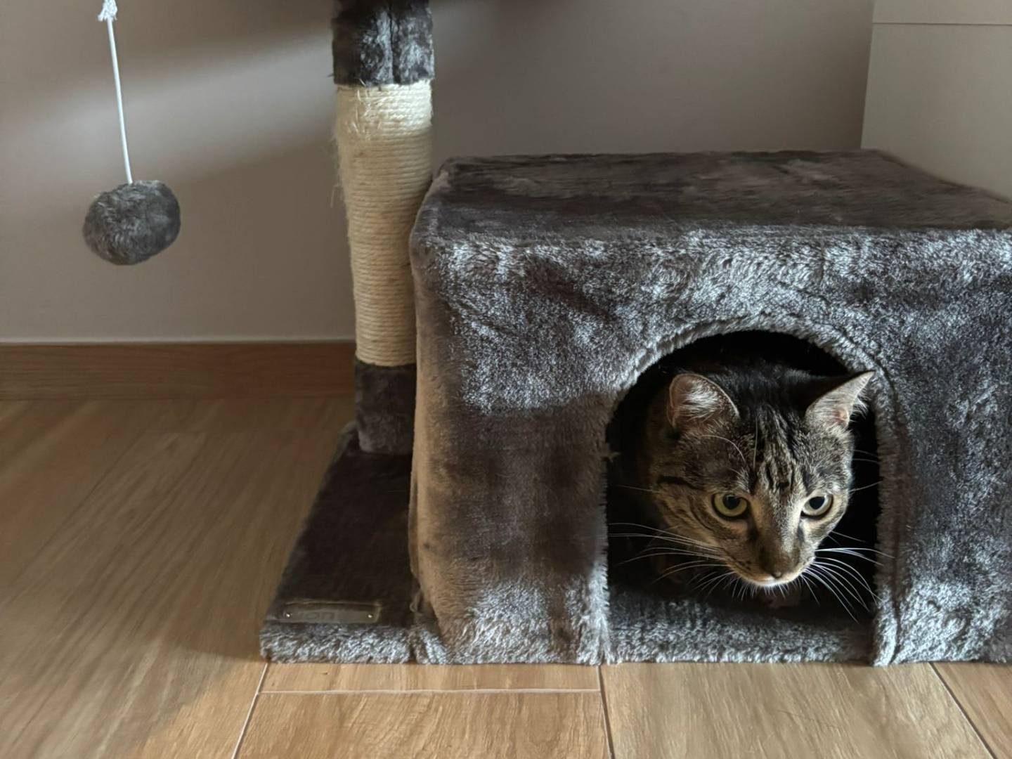 Adozione gatto, femmina, Razza sconosciuta Razza sconosciuta, 5 anni e 2 mesi, taglia non valida, Milano