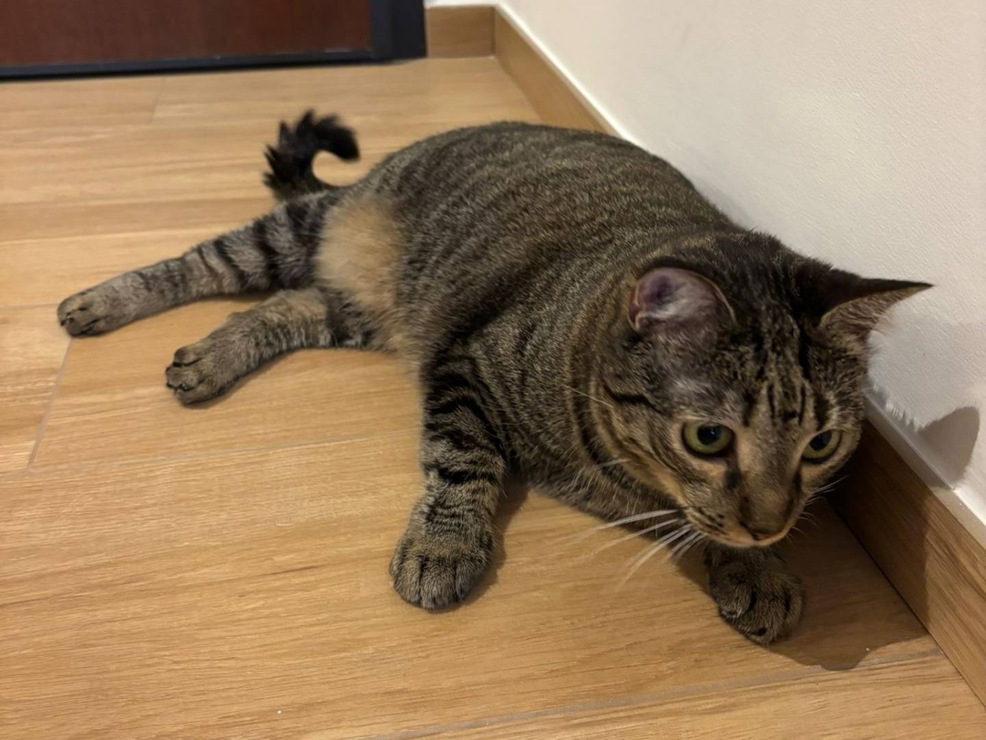 Adotta un gatto, femmina, 5 anni e 2 mesi, Milano