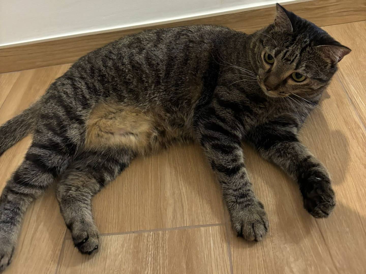 Adotta un gatto, taglia non valida, femmina, Milano