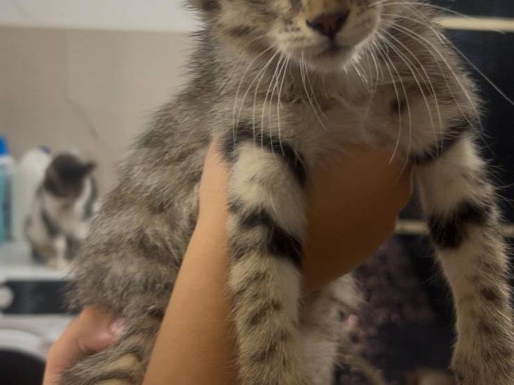 Adotta un gatto, femmina, 2 mesi, Ravenna