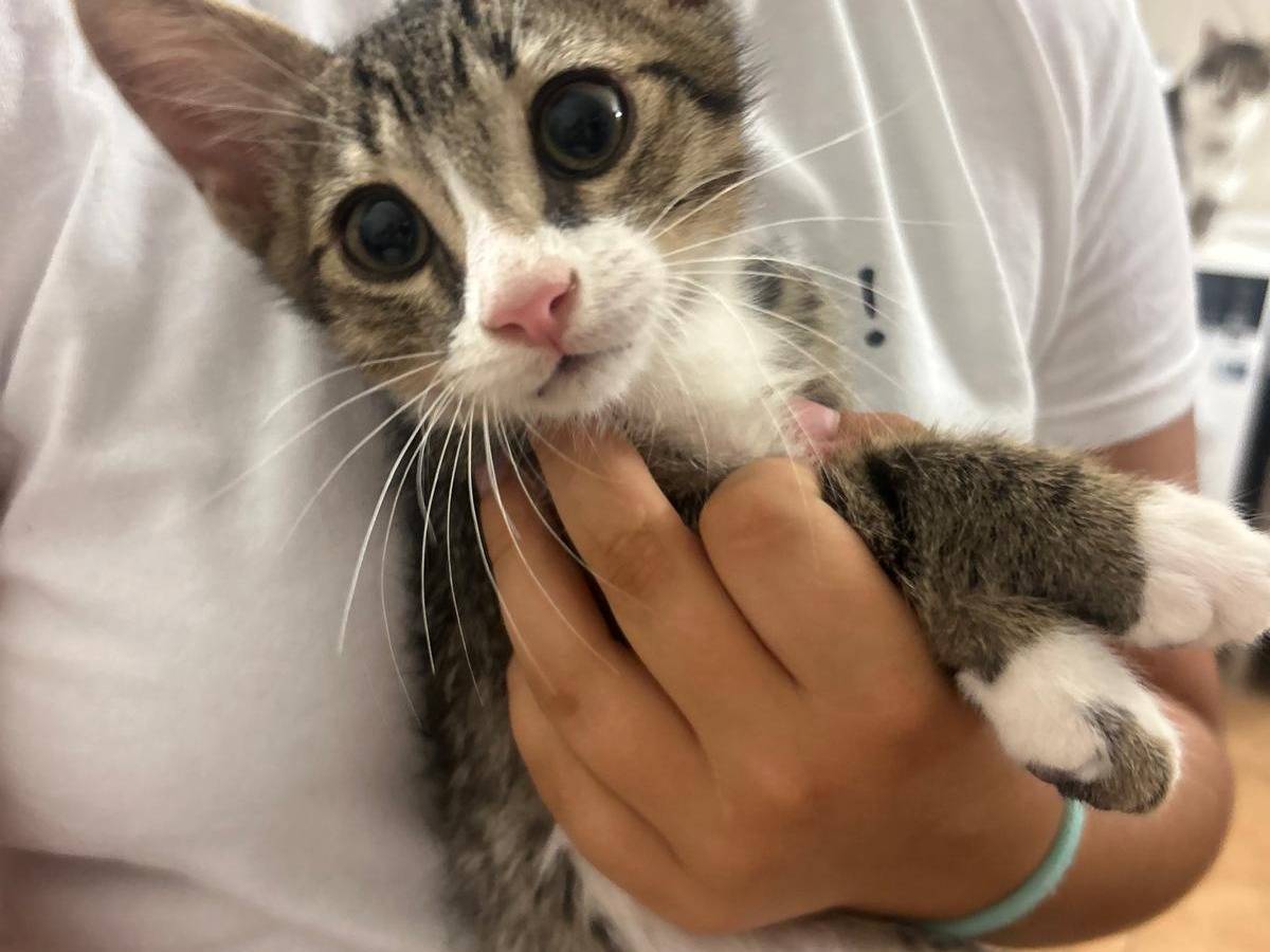 Adozione gatto, maschio, Razza sconosciuta Razza sconosciuta, 3 mesi, taglia non valida, Ravenna