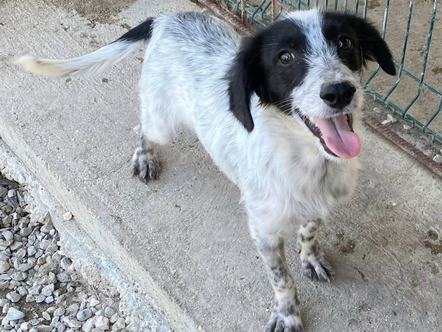Adozione cane, maschio, Razza sconosciuta Razza sconosciuta, 4 mesi, taglia piccola, Teramo