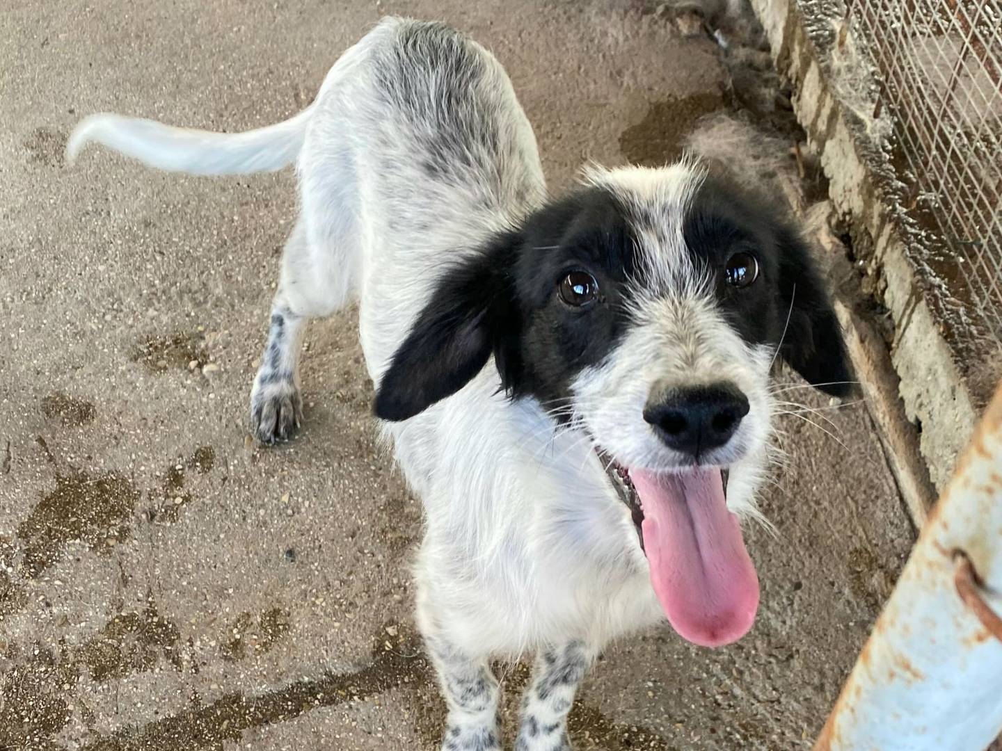 Adotta un cane, maschio, 4 mesi, Teramo