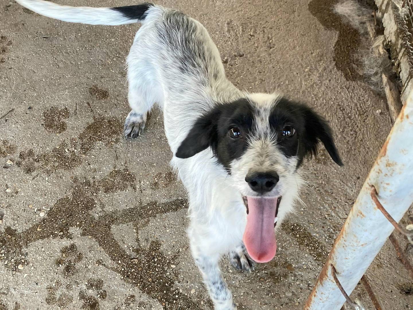 Adotta un cane, taglia piccola, maschio, Teramo