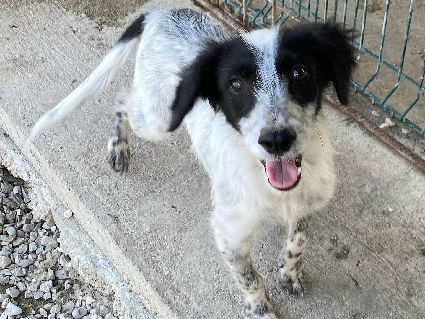 Vuoi adottare un cane a Teramo?