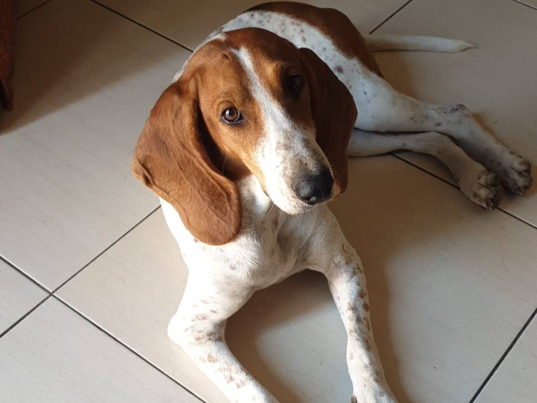 Adozione cane, femmina, Segugio Razza sconosciuta, 2 anni e 8 mesi, taglia media, Avellino