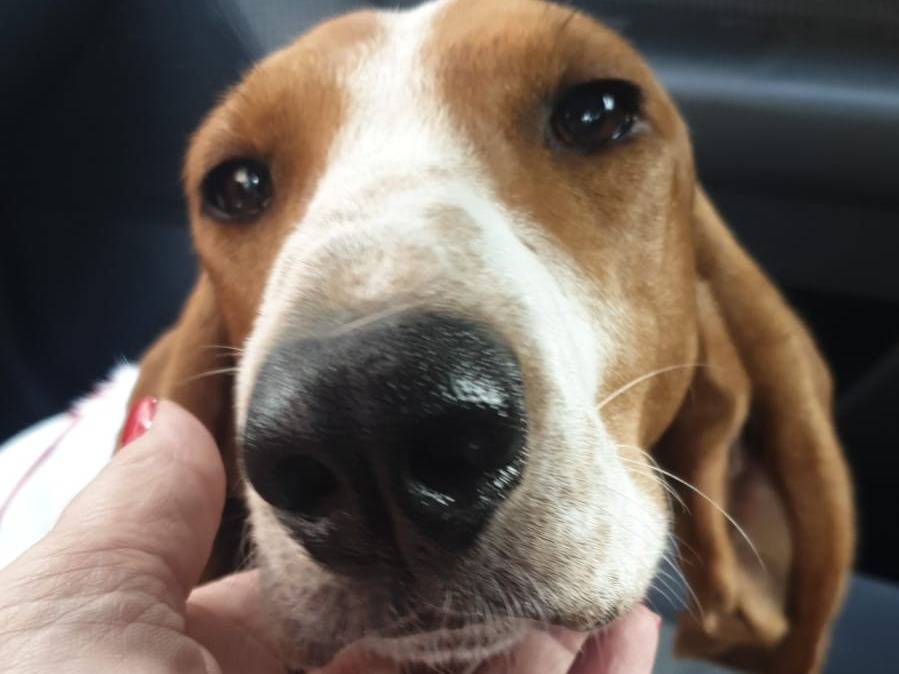 Adotta un cane, femmina, 2 anni e 8 mesi, Avellino