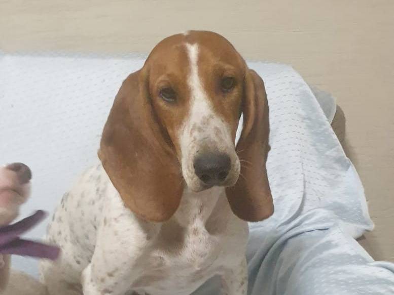 Adotta un cane, taglia media, femmina, Avellino