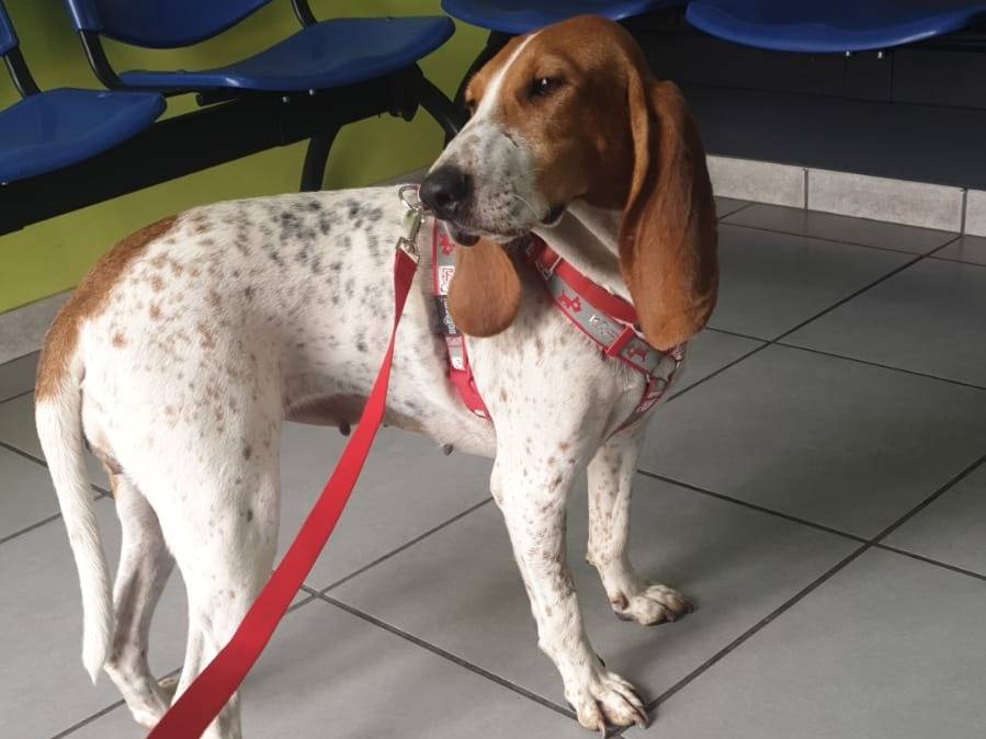 Vuoi adottare un cane a Avellino?