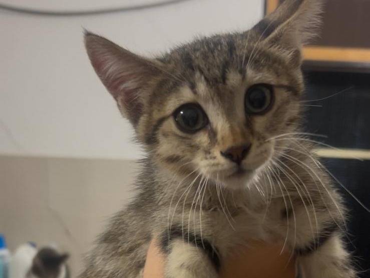Adozione gatto, femmina, Razza sconosciuta Razza sconosciuta, 2 mesi, taglia non valida, Ravenna