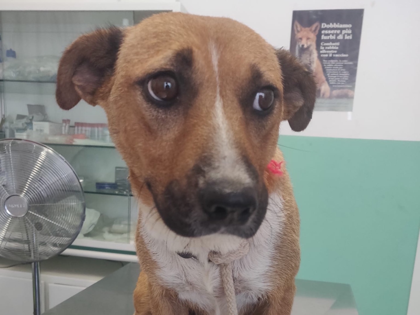 Adozione cane, femmina, Razza sconosciuta Razza sconosciuta, 3 anni e 10 mesi, taglia media contenuta, Crotone