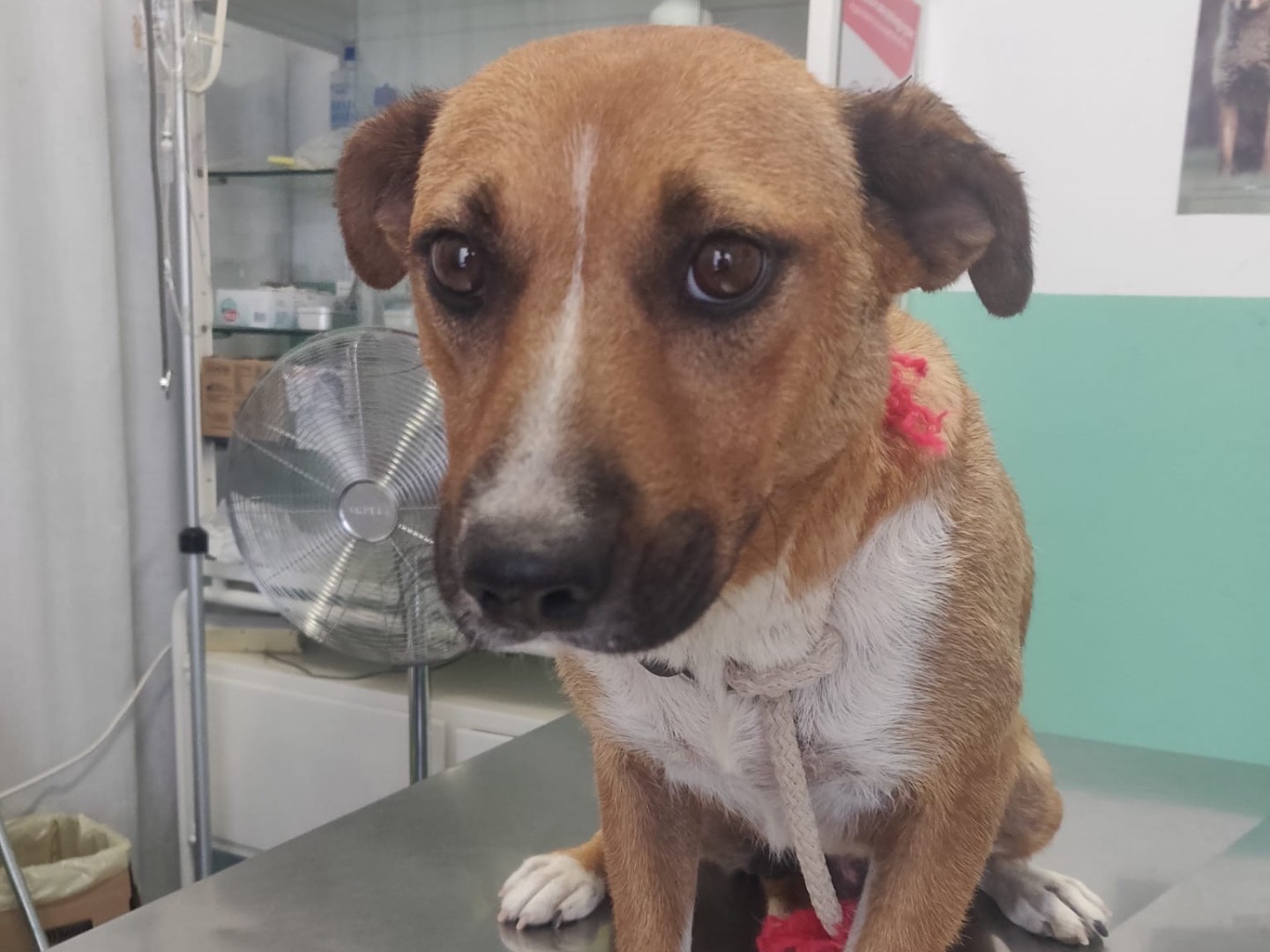 Adotta un cane, femmina, 3 anni e 10 mesi, Crotone