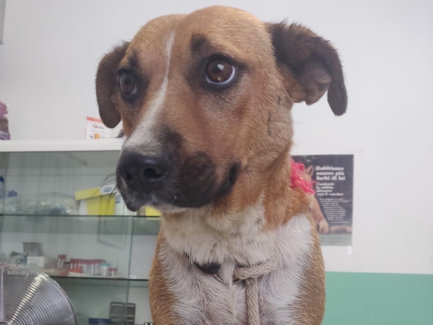 Adotta un cane, taglia media contenuta, femmina, Crotone