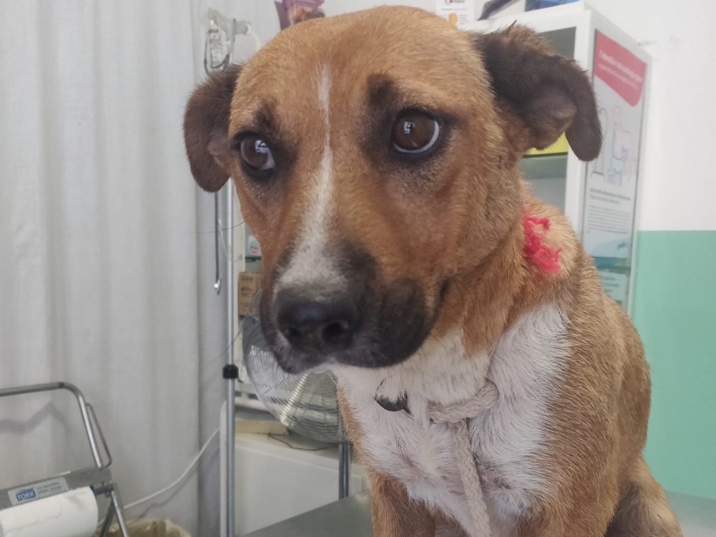 Vuoi adottare un cane a Crotone?